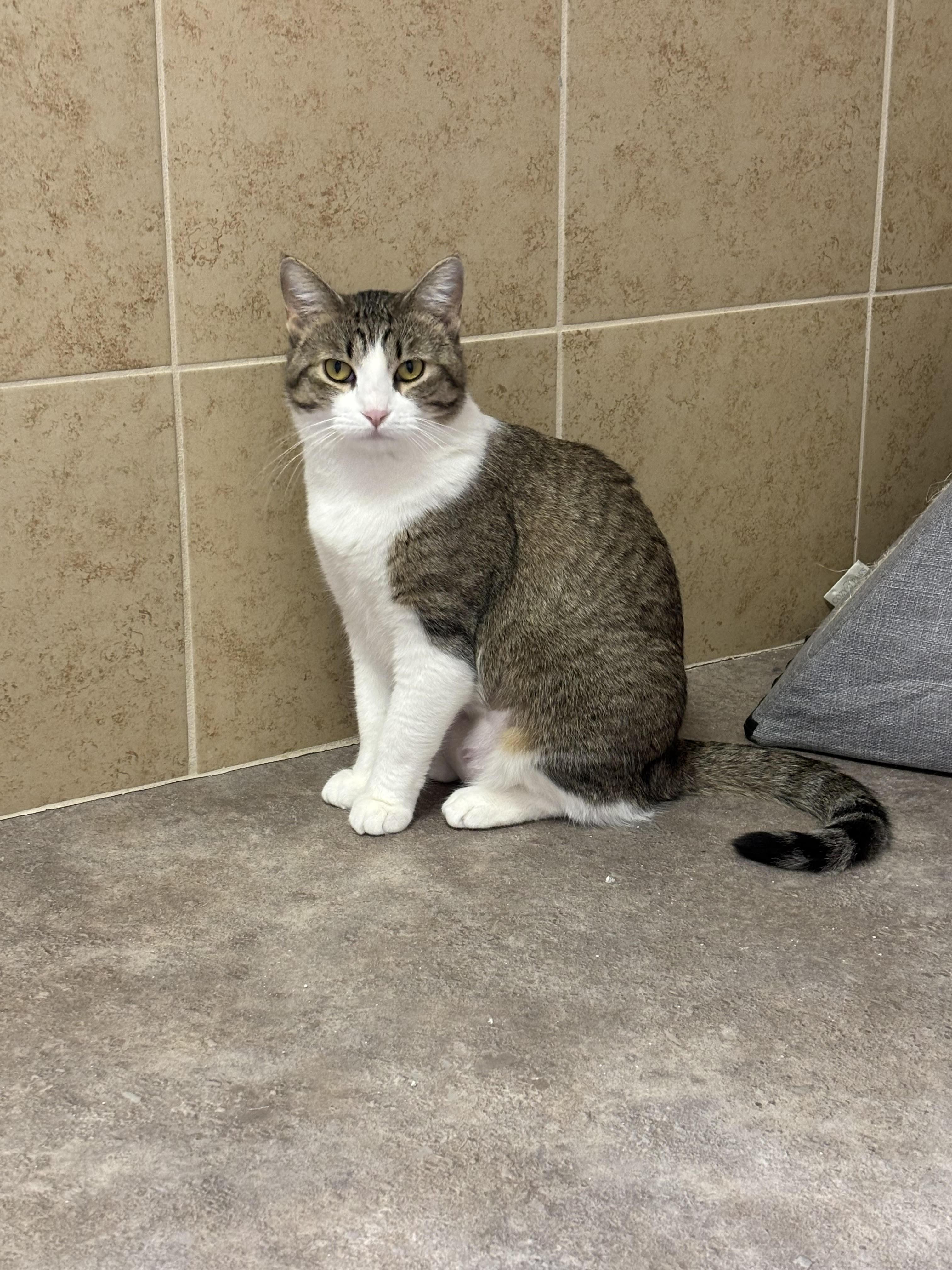 Vera, ADOPTABLE, Adult Female Domestic Short Hair.