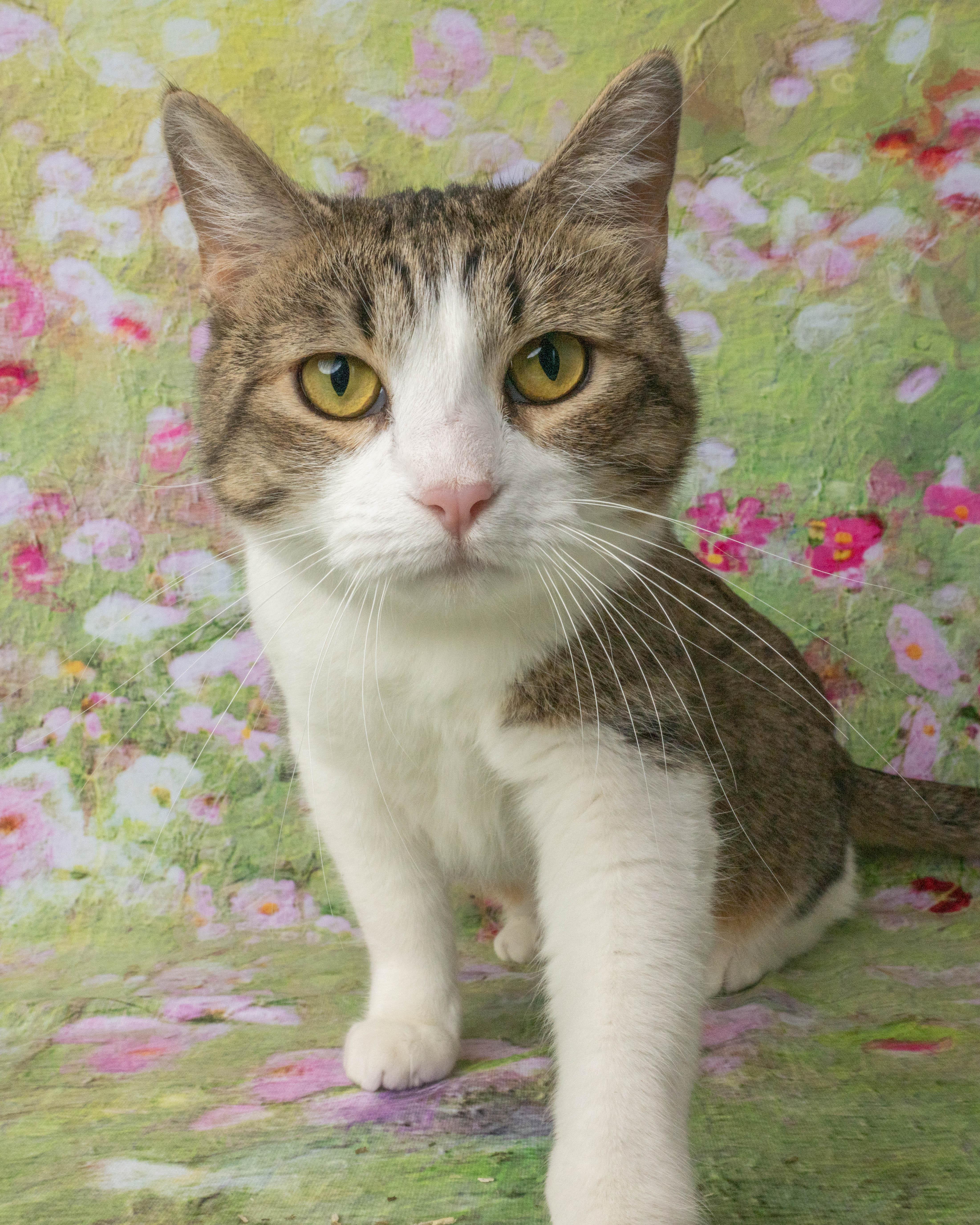 Enlarge Vera, a ADOPTABLE Domestic Short Hair in Rock Springs, WY image 1/4