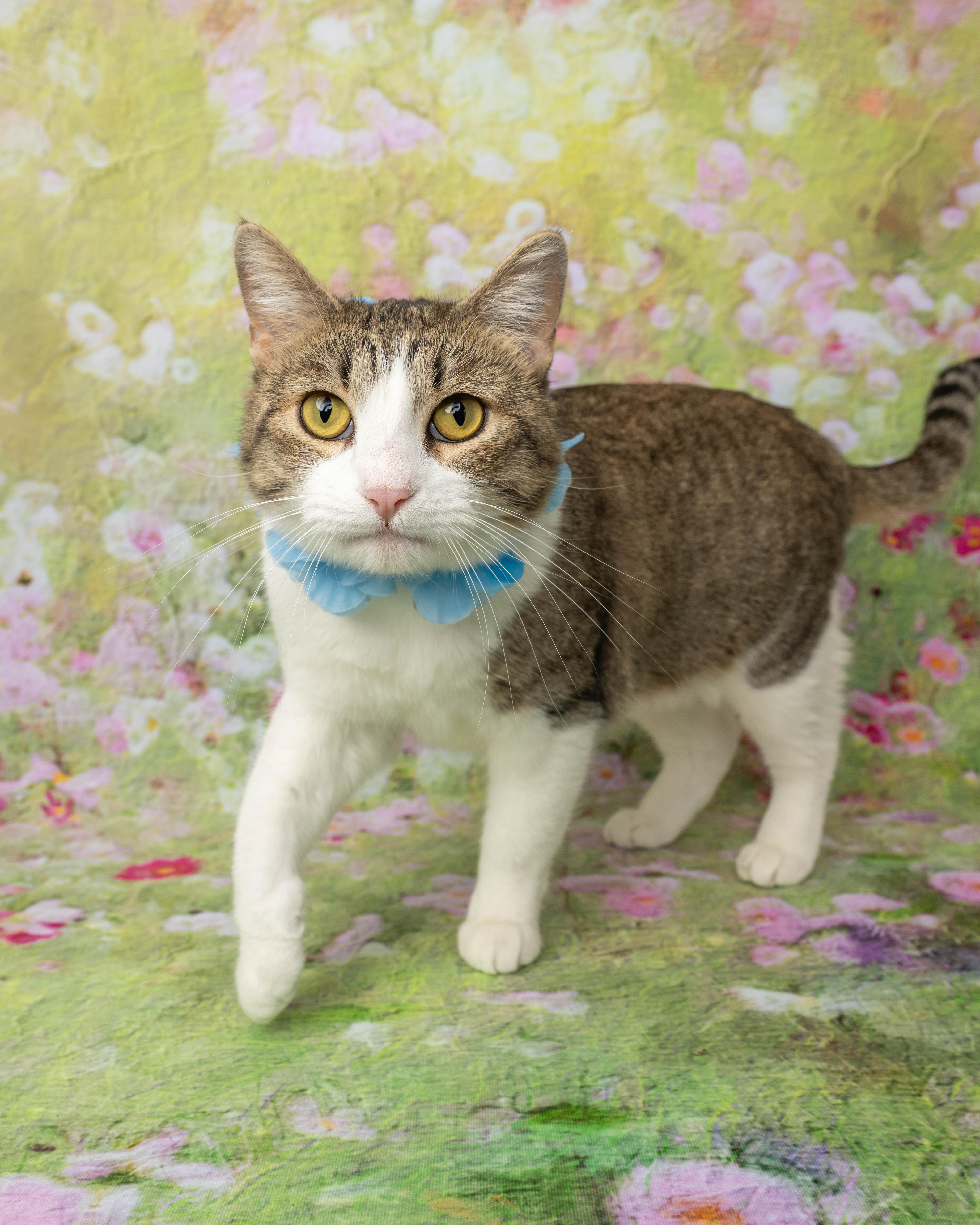 Enlarge Vera, a ADOPTABLE Domestic Short Hair in Rock Springs, WY image 3/4