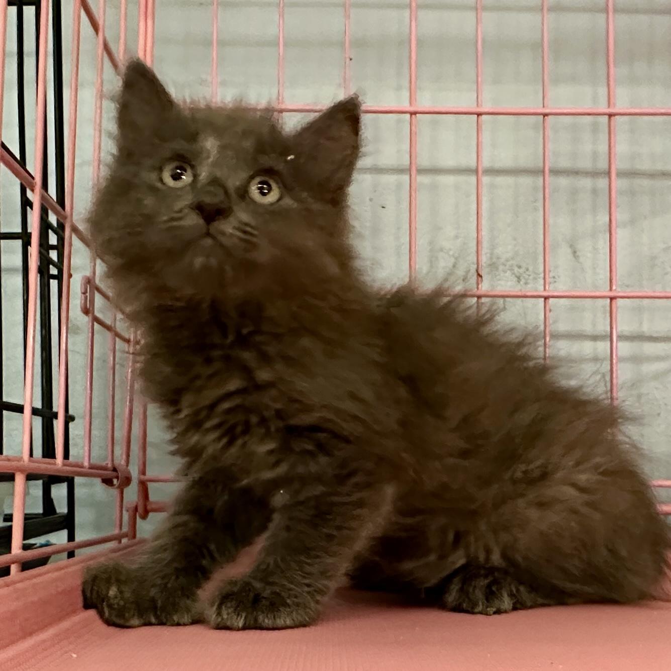 Hannah, Baby Female Maine Coon