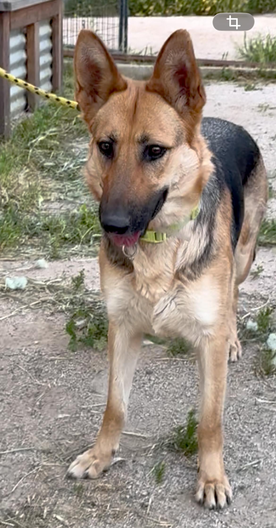 Bonnie, Adoptable, Adult Female German Shepherd Dog.