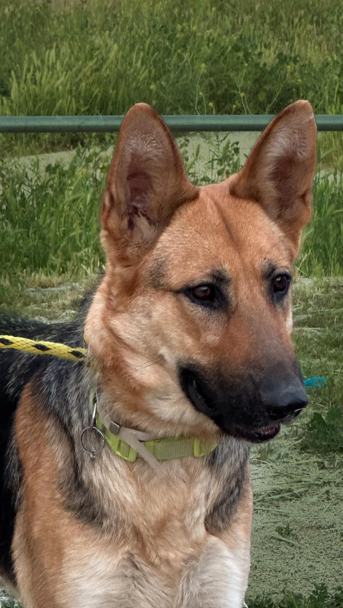 Enlarge Bonnie, a Adoptable German Shepherd Dog in Agua Dulce, CA image 2/3
