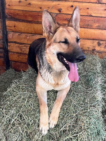 Enlarge Bonnie, a Adoptable German Shepherd Dog in Santa Clarita, CA image 2/6
