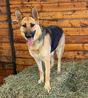 Enlarge Bonnie, a Adoptable German Shepherd Dog in Santa Clarita, CA image 3/6