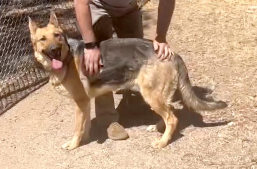 Enlarge Bonnie, a Adoptable German Shepherd Dog in Weston, MA image 2/5