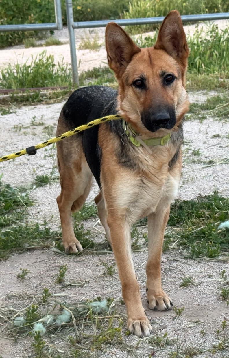Enlarge Bonnie, a Adoptable German Shepherd Dog in Agua Dulce, CA image 3/3