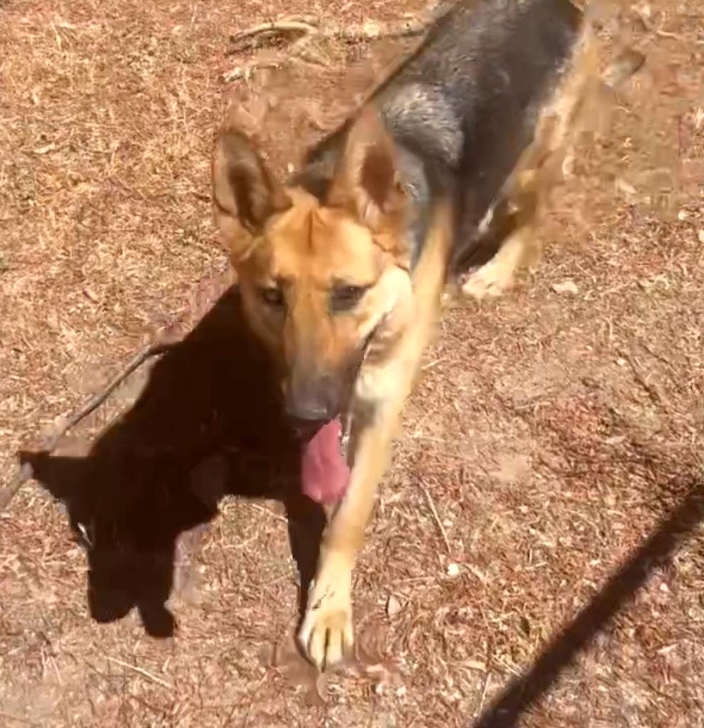 Enlarge Bonnie, a Adoptable German Shepherd Dog in Weston, MA image 3/5