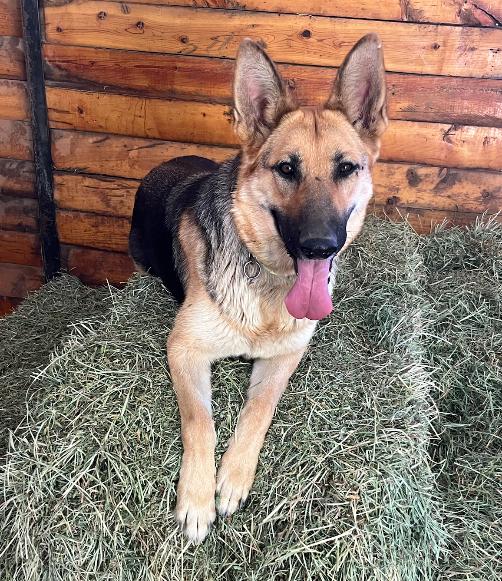 Bonnie, Adoptable, Young Female German Shepherd Dog.
