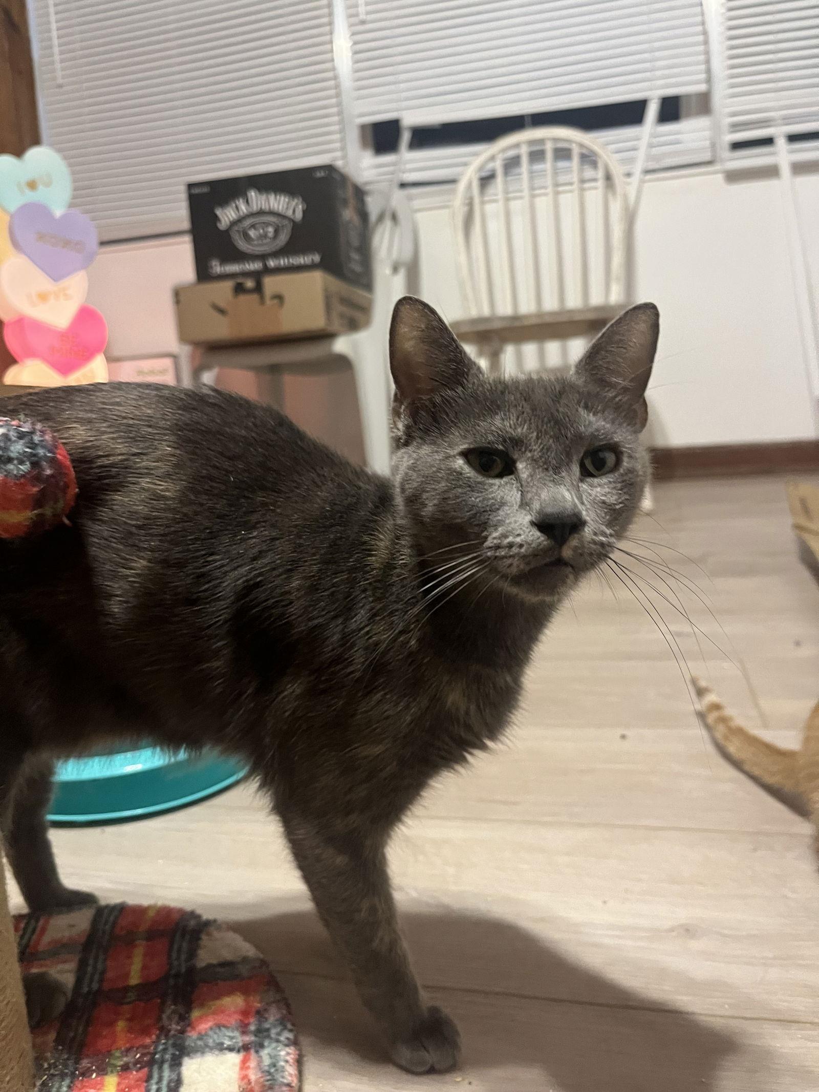 Enlarge Stormy, a Adoptable Dilute Tortoiseshell in Orlando, FL image 1/3