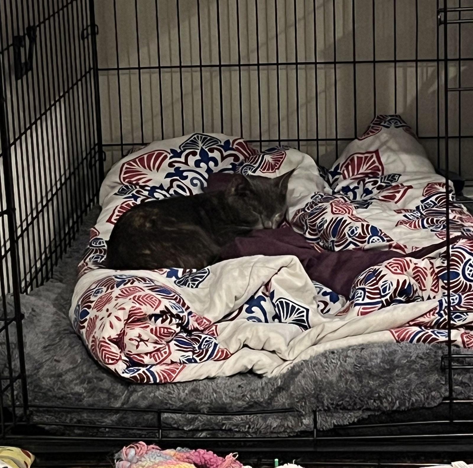 Enlarge Stormy, a Adoptable Dilute Tortoiseshell in Orlando, FL image 2/3