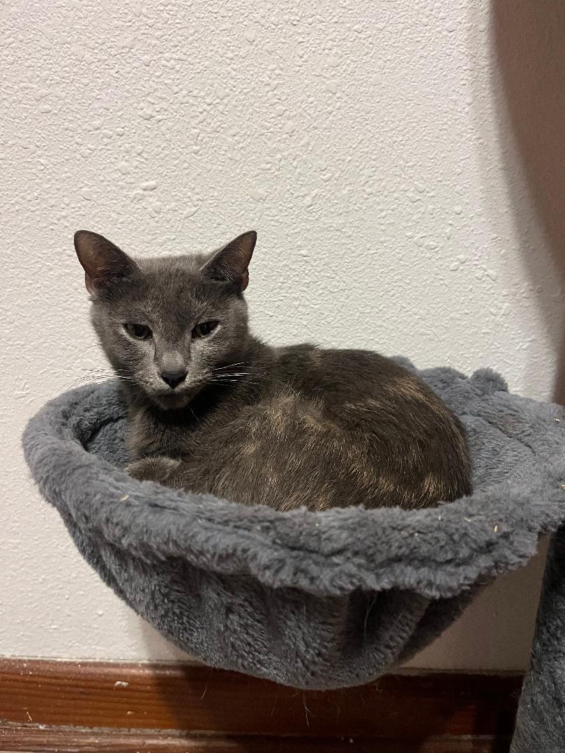 Enlarge Stormy, a Adoptable Dilute Tortoiseshell in Orlando, FL image 3/3