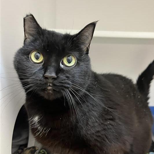 Enlarge Miraculous, a Adoptable Domestic Short Hair in Salt Lake City, UT image 1/6