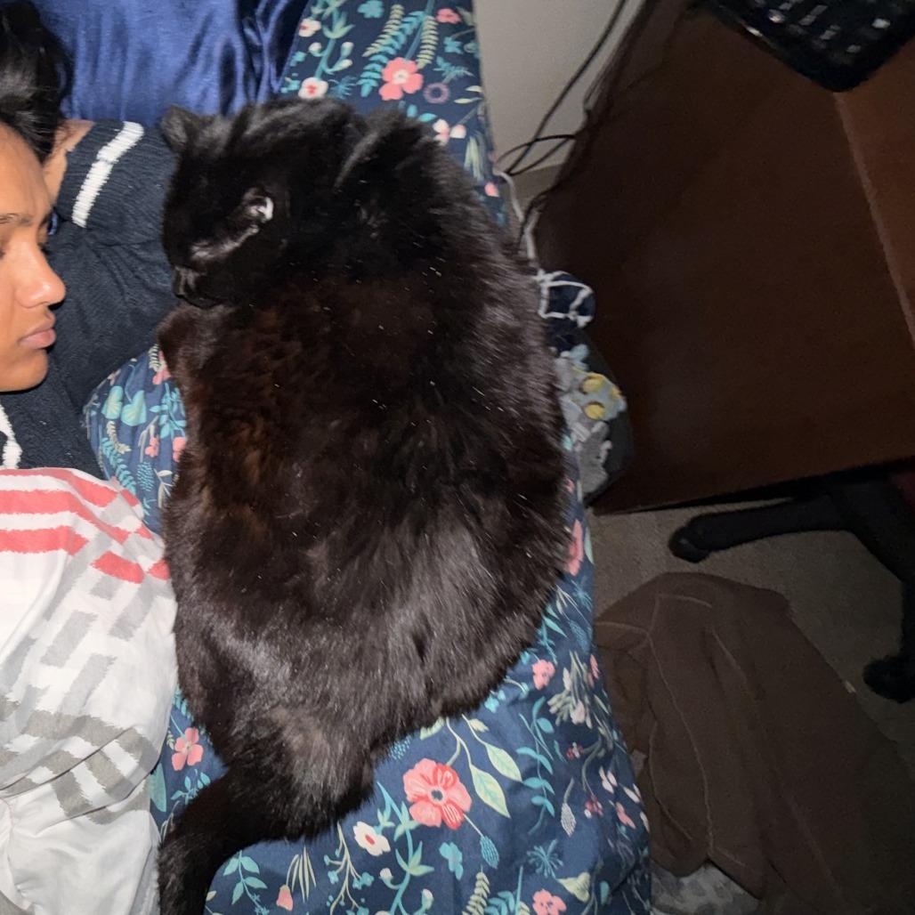 Miraculous, Adoptable, Senior Female Domestic Short Hair.