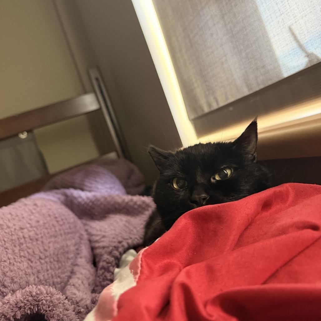 Miraculous, Adoptable, Senior Female Domestic Short Hair.