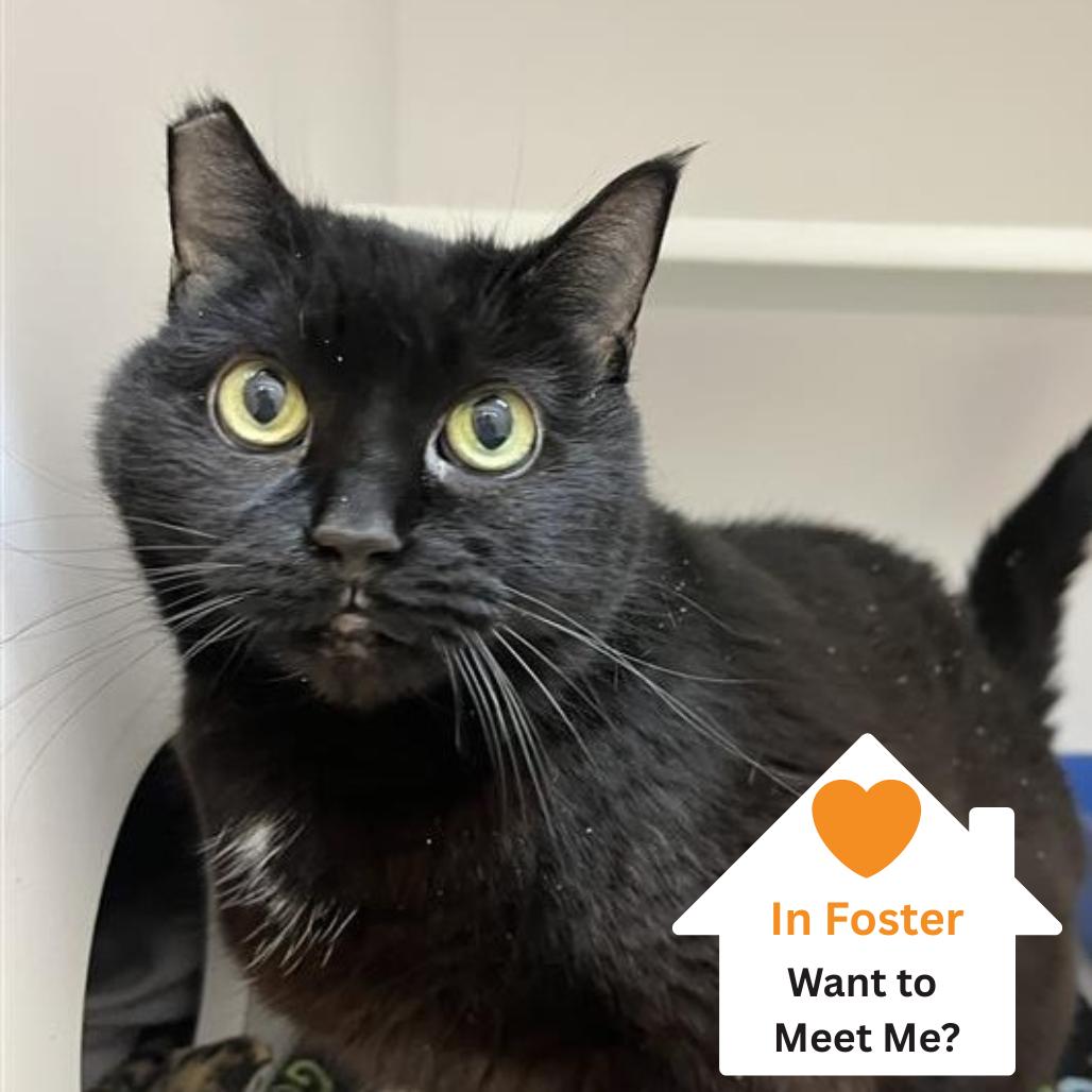 Enlarge Miraculous, a Adoptable Domestic Short Hair in Salt Lake City, UT image 3/6