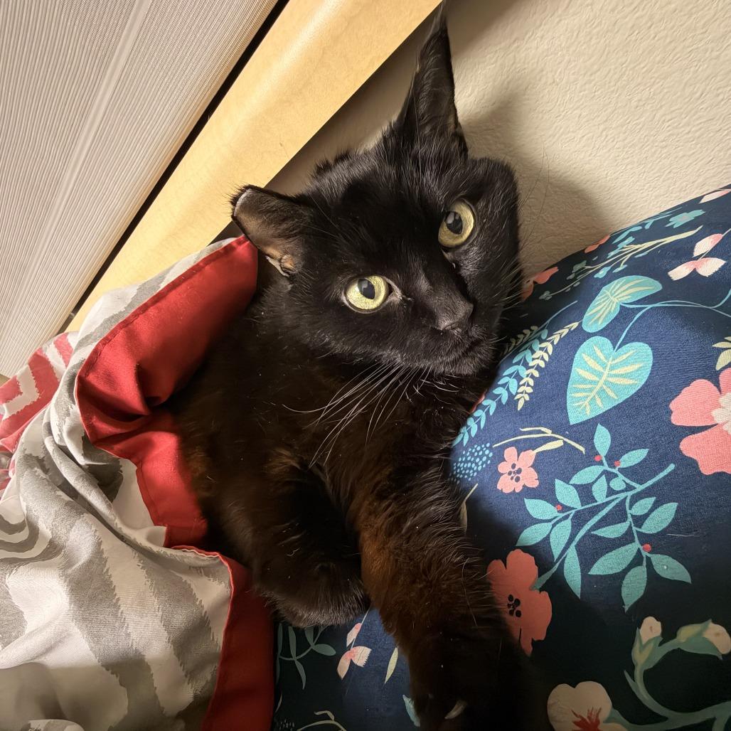 Miraculous — thumbnail 5