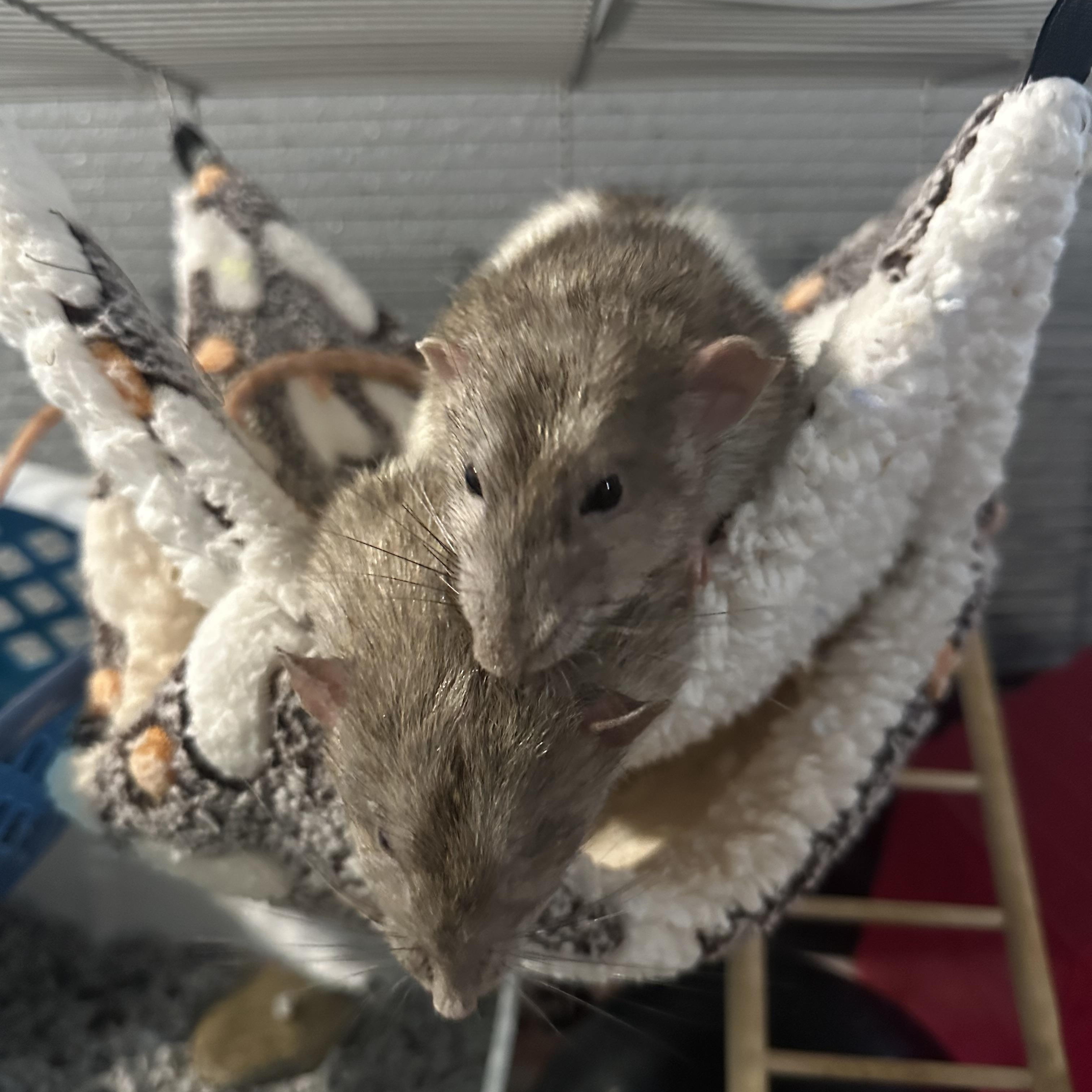 Enlarge Huck and Buck, an adopted Rat in Irvine, CA image 1/5