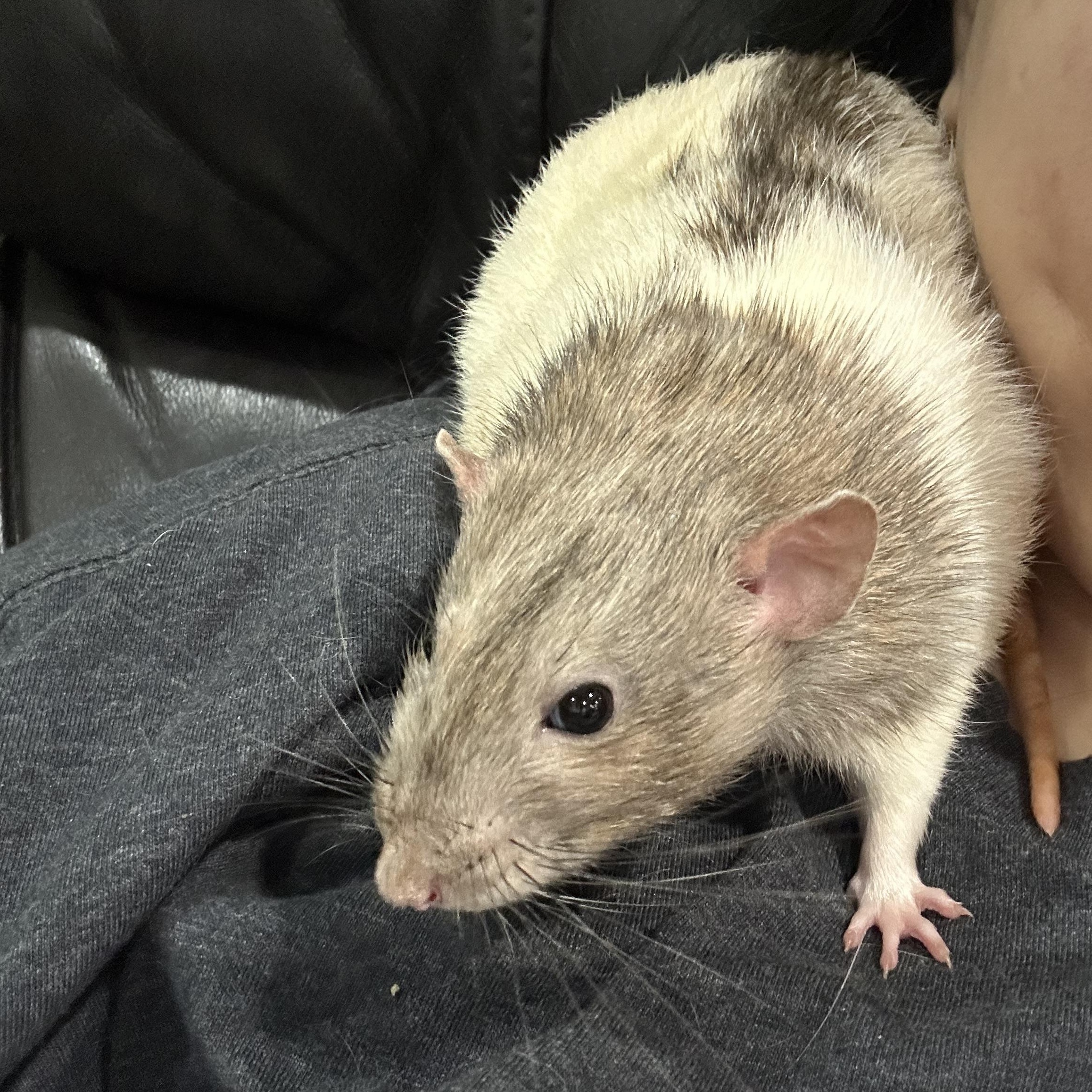 Enlarge Huck and Buck, an adopted Rat in Irvine, CA image 2/5