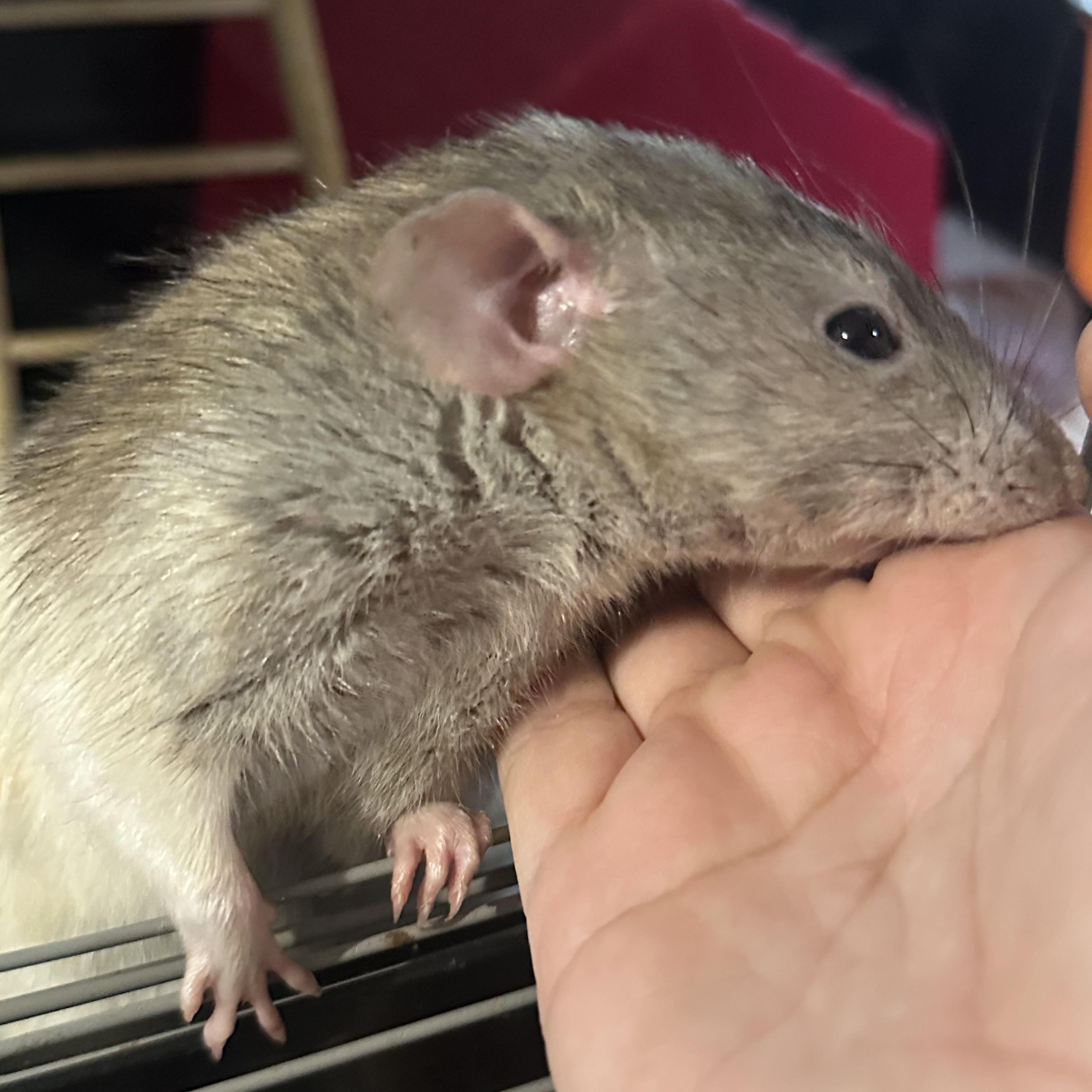Enlarge Huck and Buck, an adopted Rat in Irvine, CA image 3/5
