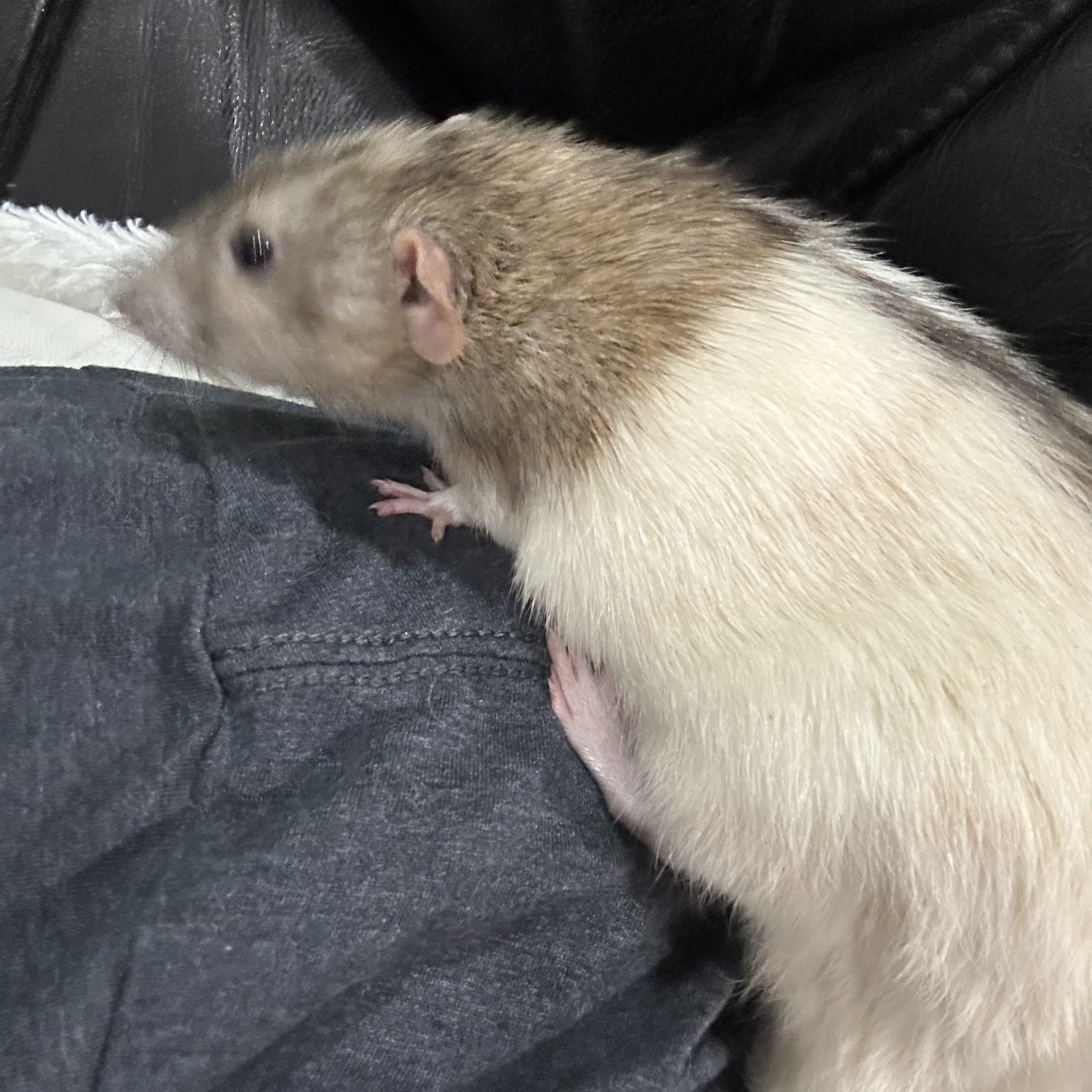 Enlarge Huck and Buck, an adopted Rat in Irvine, CA image 5/5