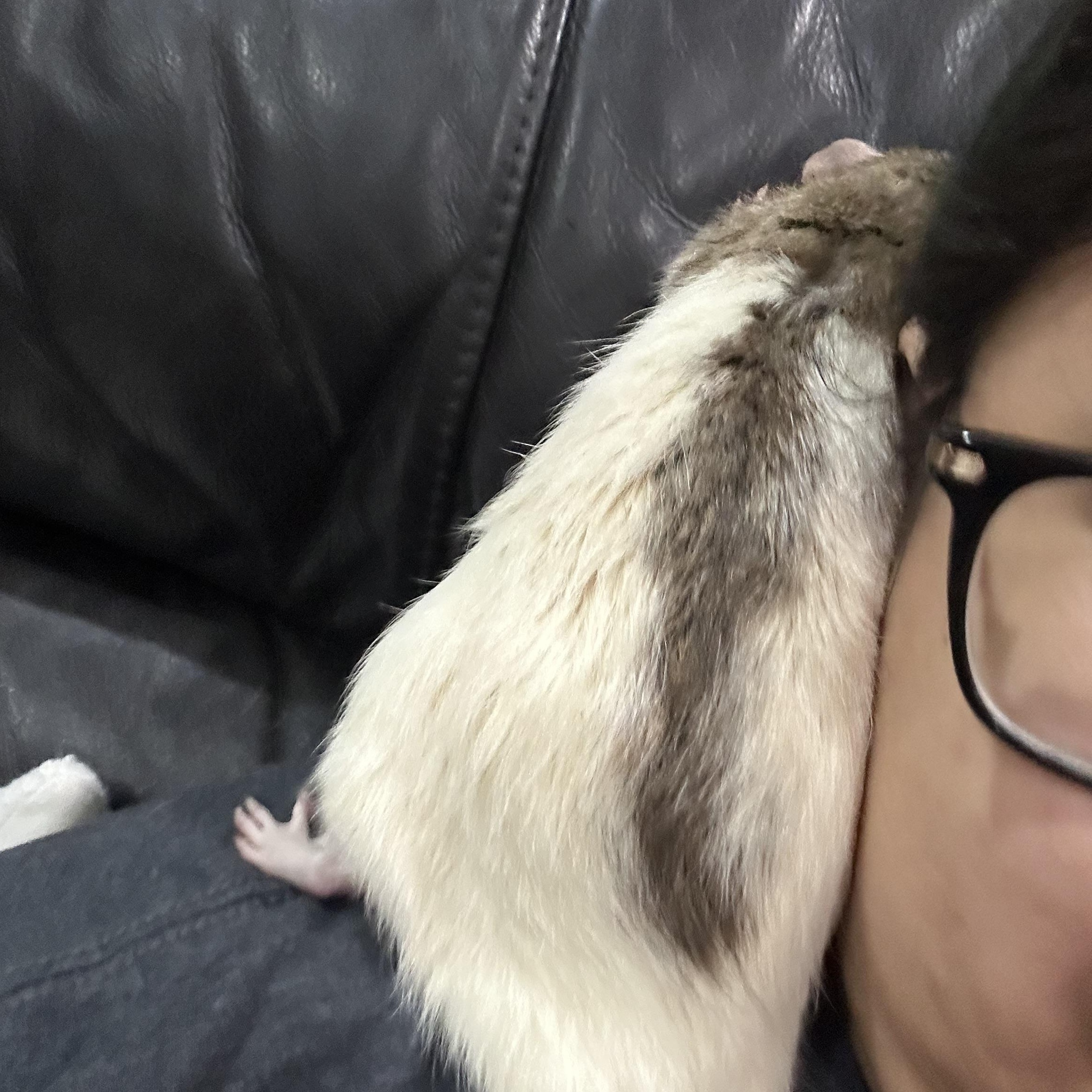 Enlarge Huck and Buck, an adopted Rat in Irvine, CA image 4/5