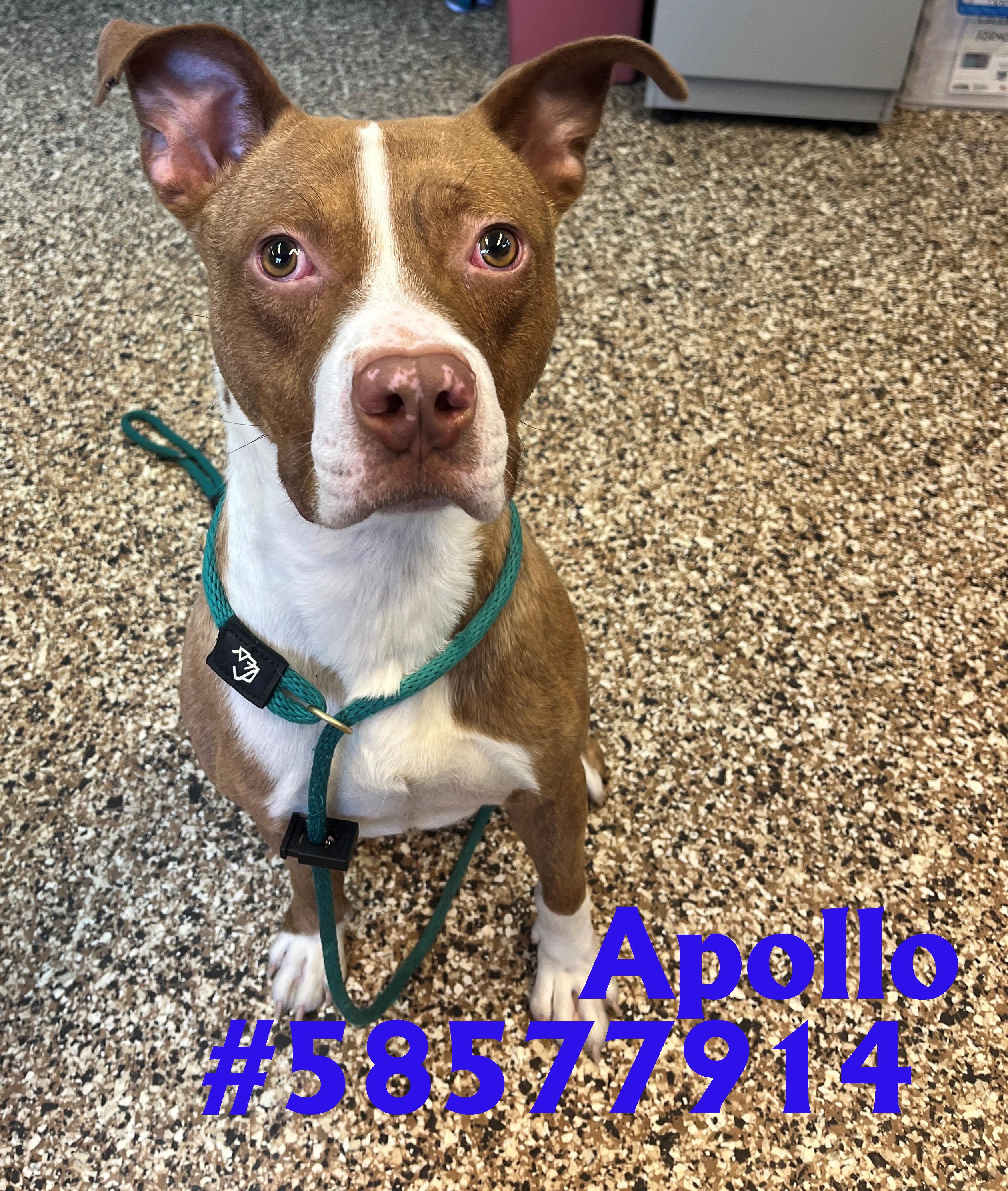 Enlarge Apollo, a Adoptable mixed breed in Wilkes Barre, PA image 1/1