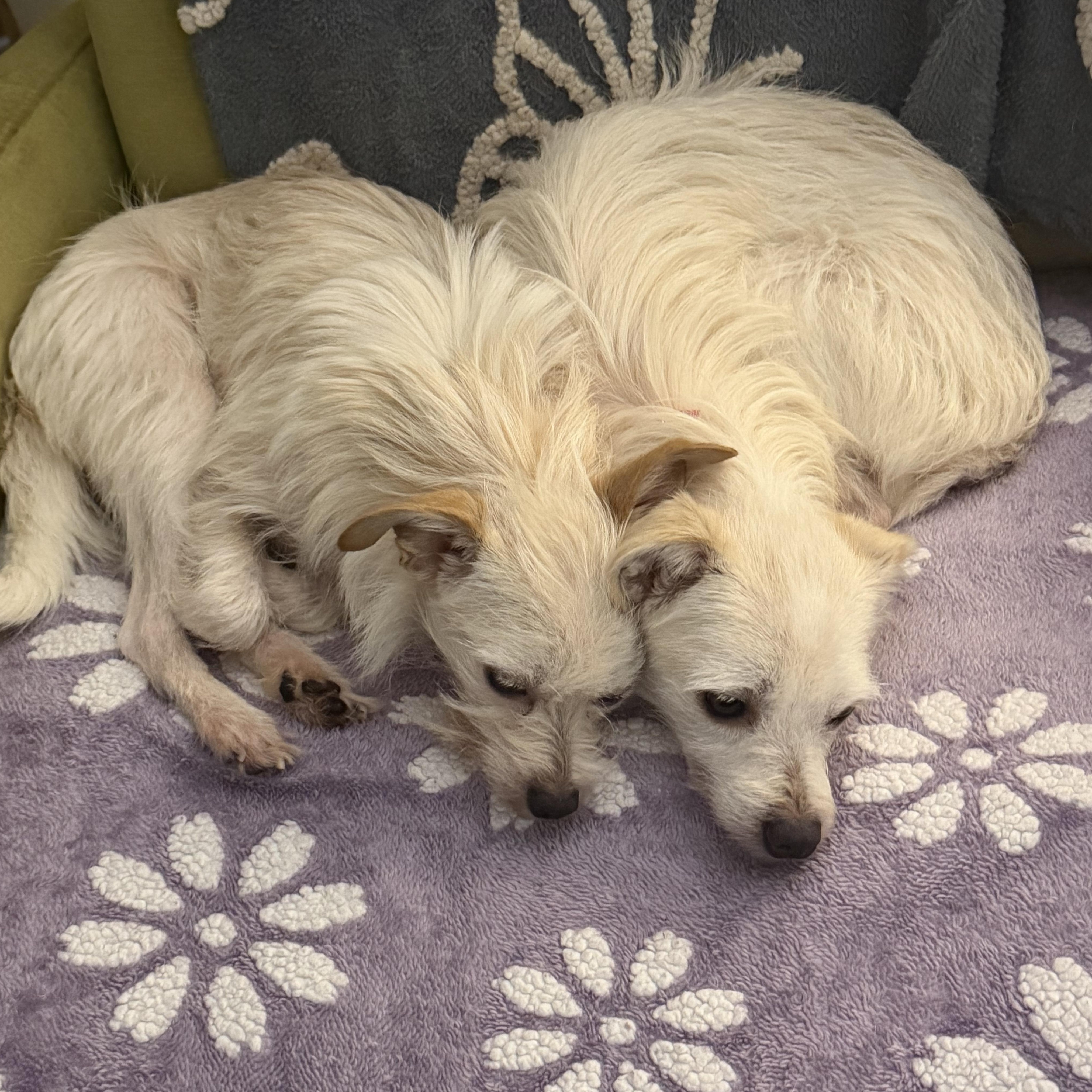 Enlarge Bella & Lena (Bonded), an adopted mixed breed in Tarzana, CA image 6/6