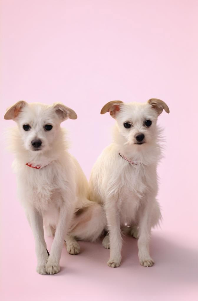 Enlarge Bella & Lena (Bonded), an adopted mixed breed in Tarzana, CA image 1/6