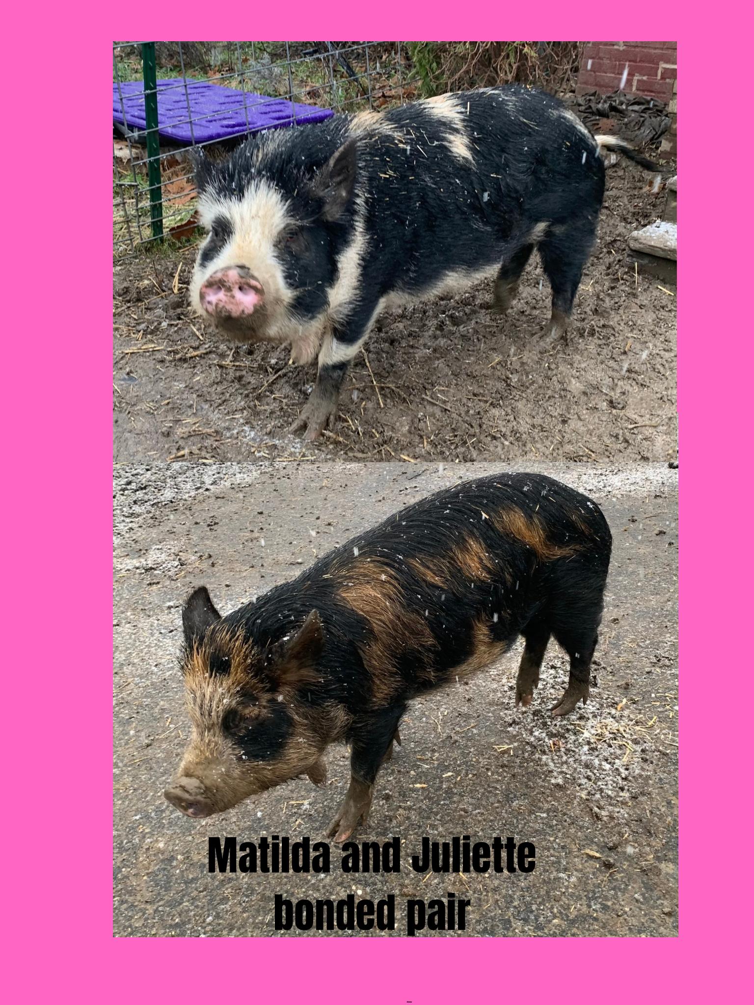 Matilda and Juliette