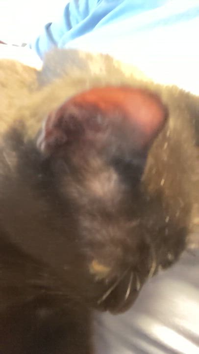 Enlarge Elmo, a Adopted Domestic Short Hair in Chicago, IL video 3/5