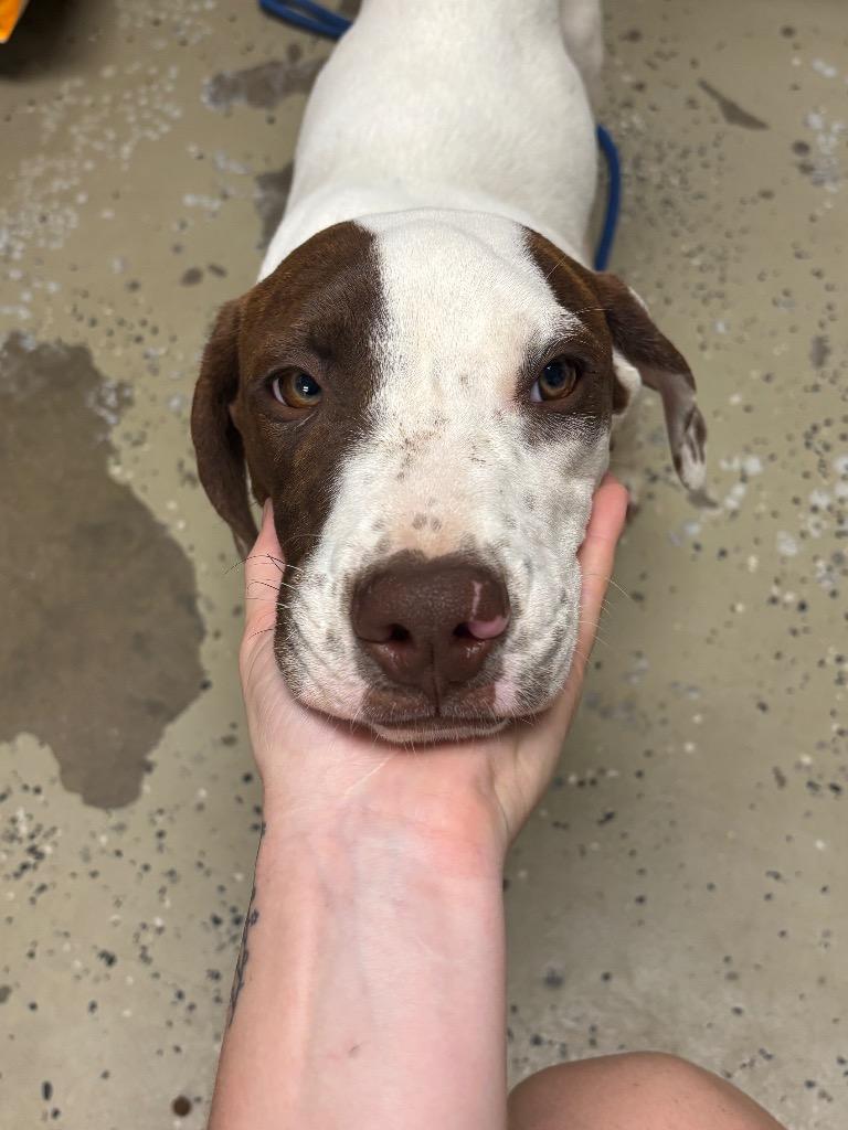 Chip, Adoptable, Puppy Male Pointer.