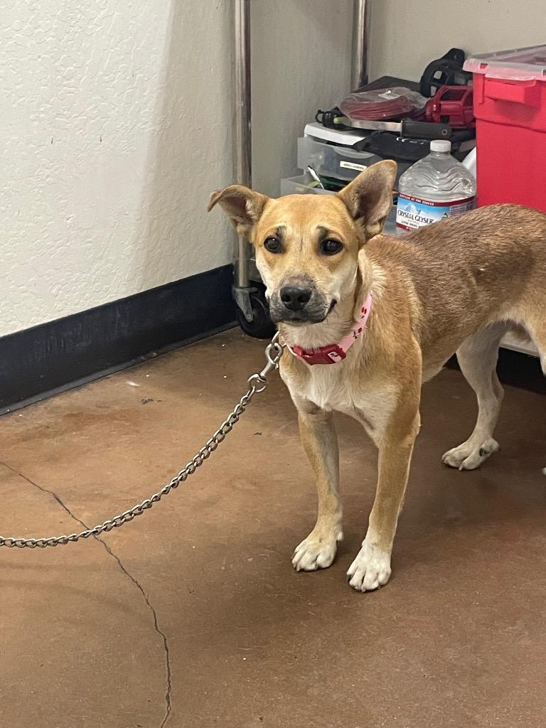 Vesta, Adoptable, Puppy Female Shepherd & Mixed Breed.