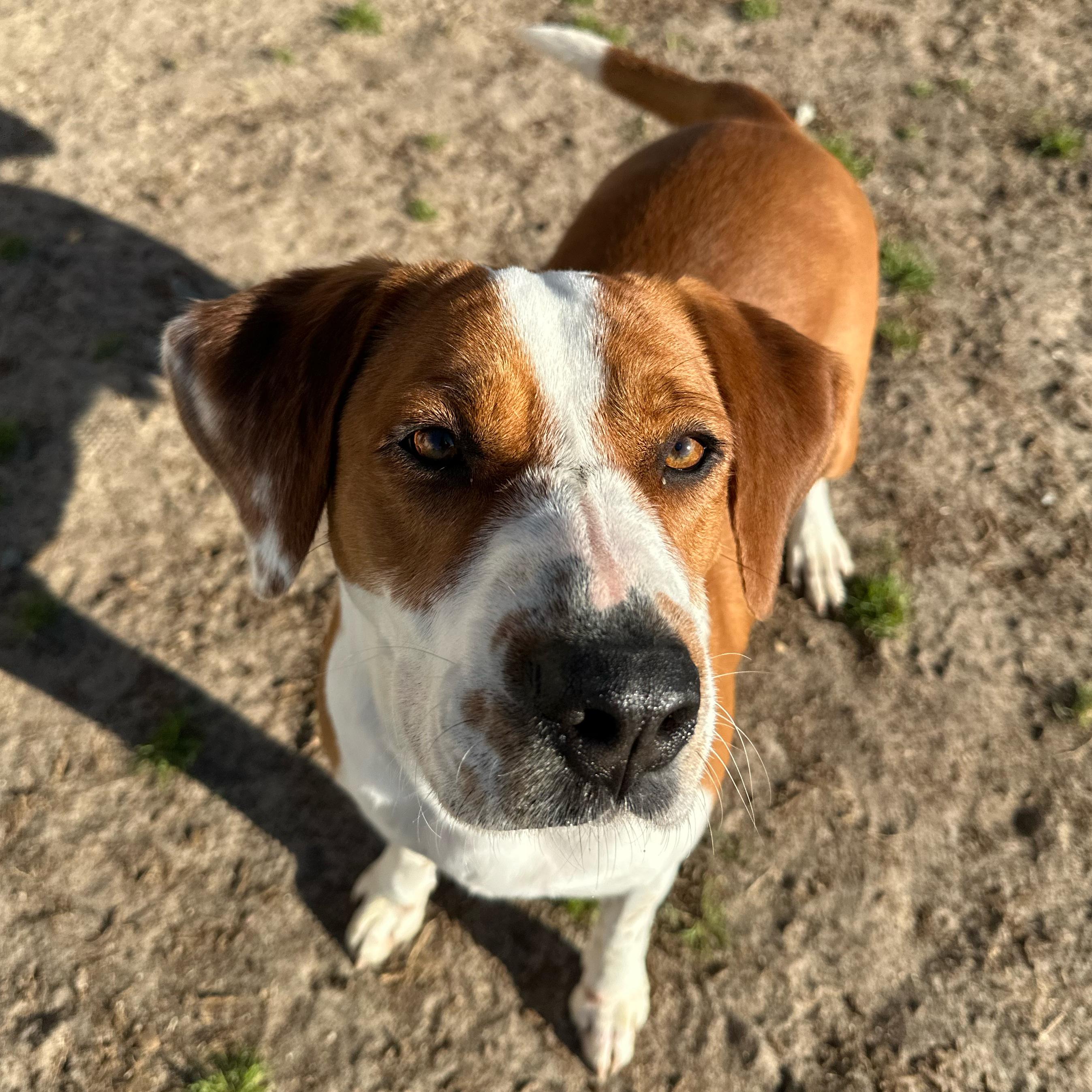Joey, ADOPTABLE, Young Male Hound.