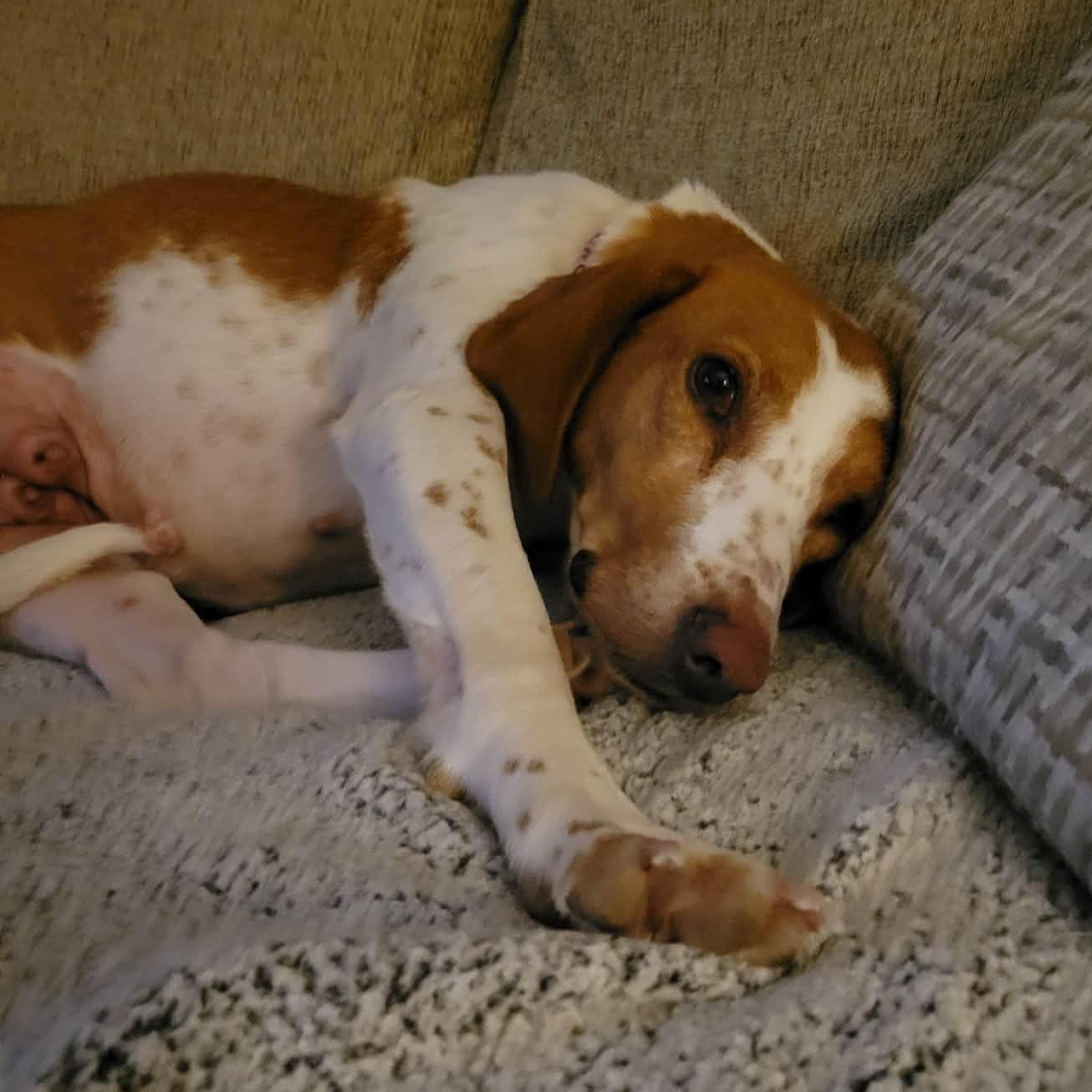 Enlarge LADY Pecan, a ADOPTABLE mixed breed in Blue Bell, PA image 3/6