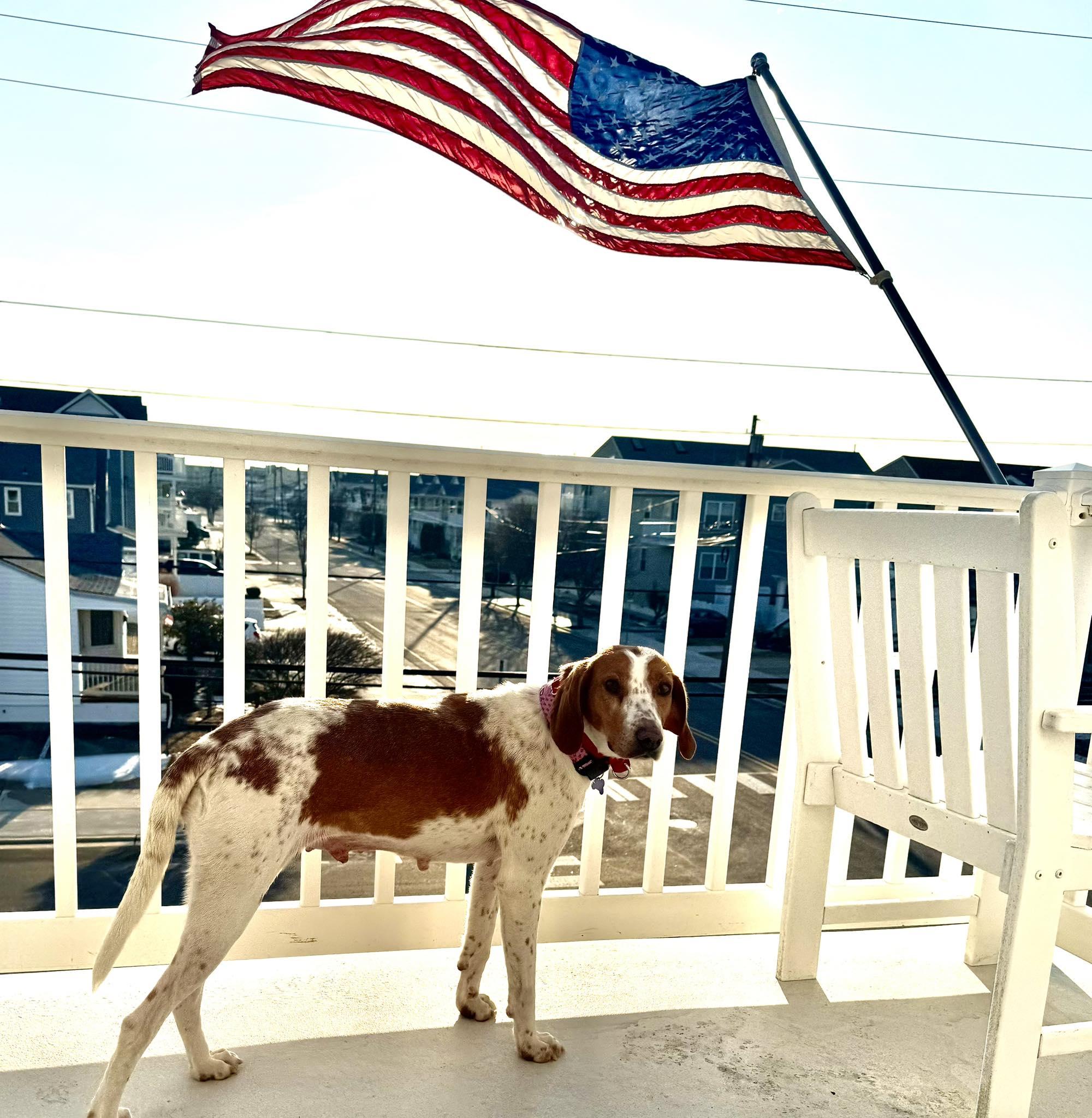 Enlarge LADY Pecan, a ADOPTABLE mixed breed in Blue Bell, PA image 2/6