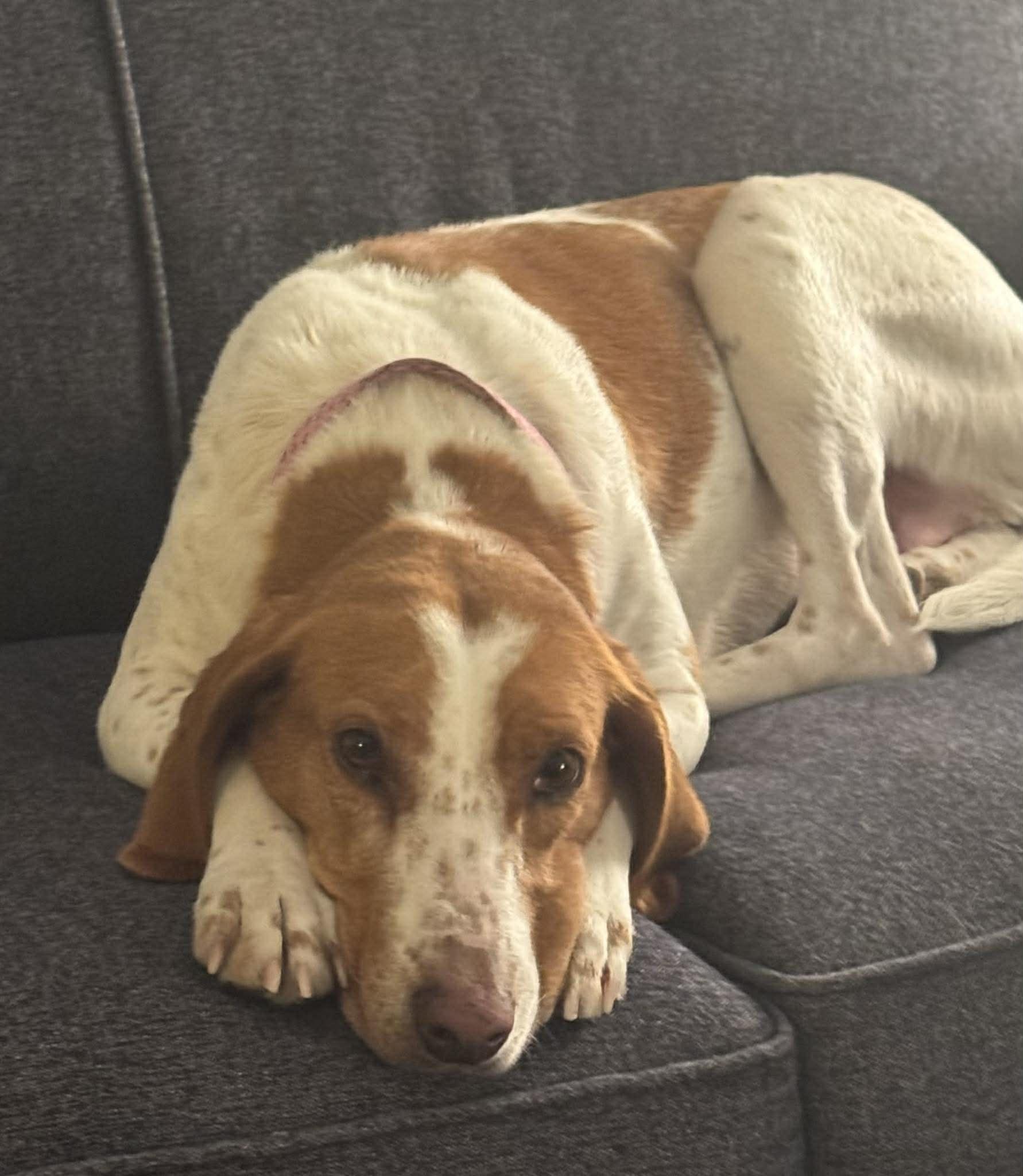 LADY Pecan, ADOPTABLE, Adult Female American Foxhound & Hound.