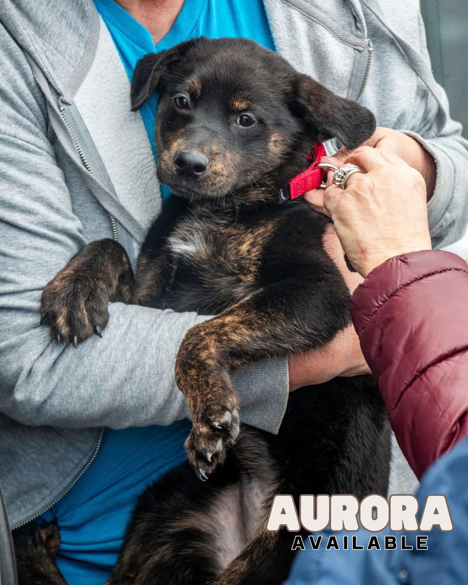 Aurora - brindle beauty