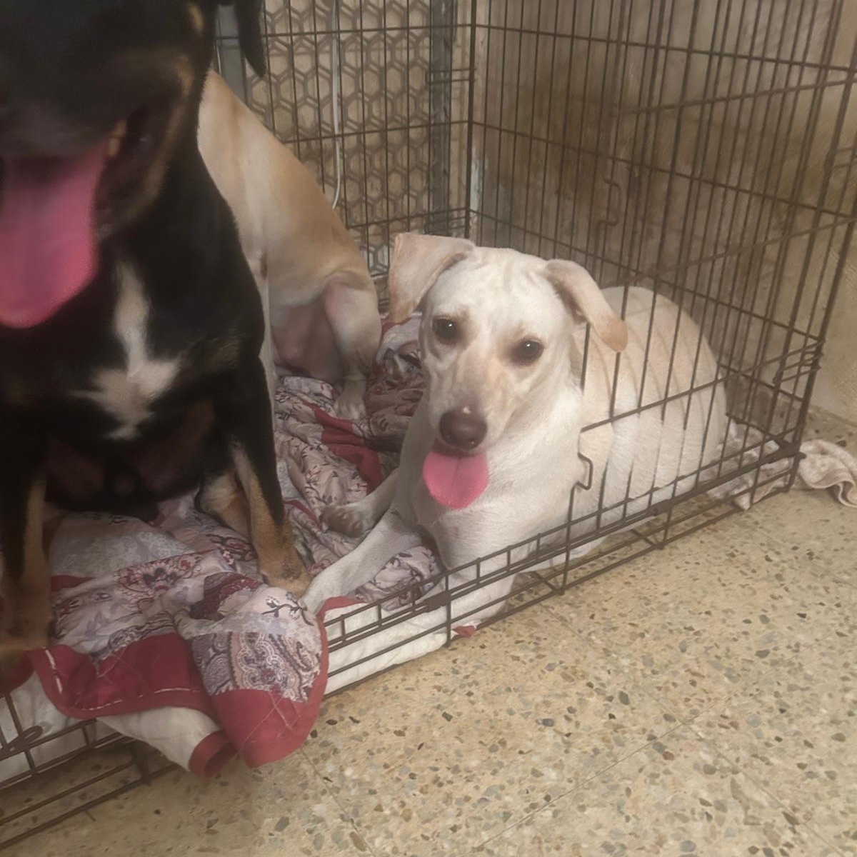 Dahlia, Adoptable, Young Female Labrador Retriever.