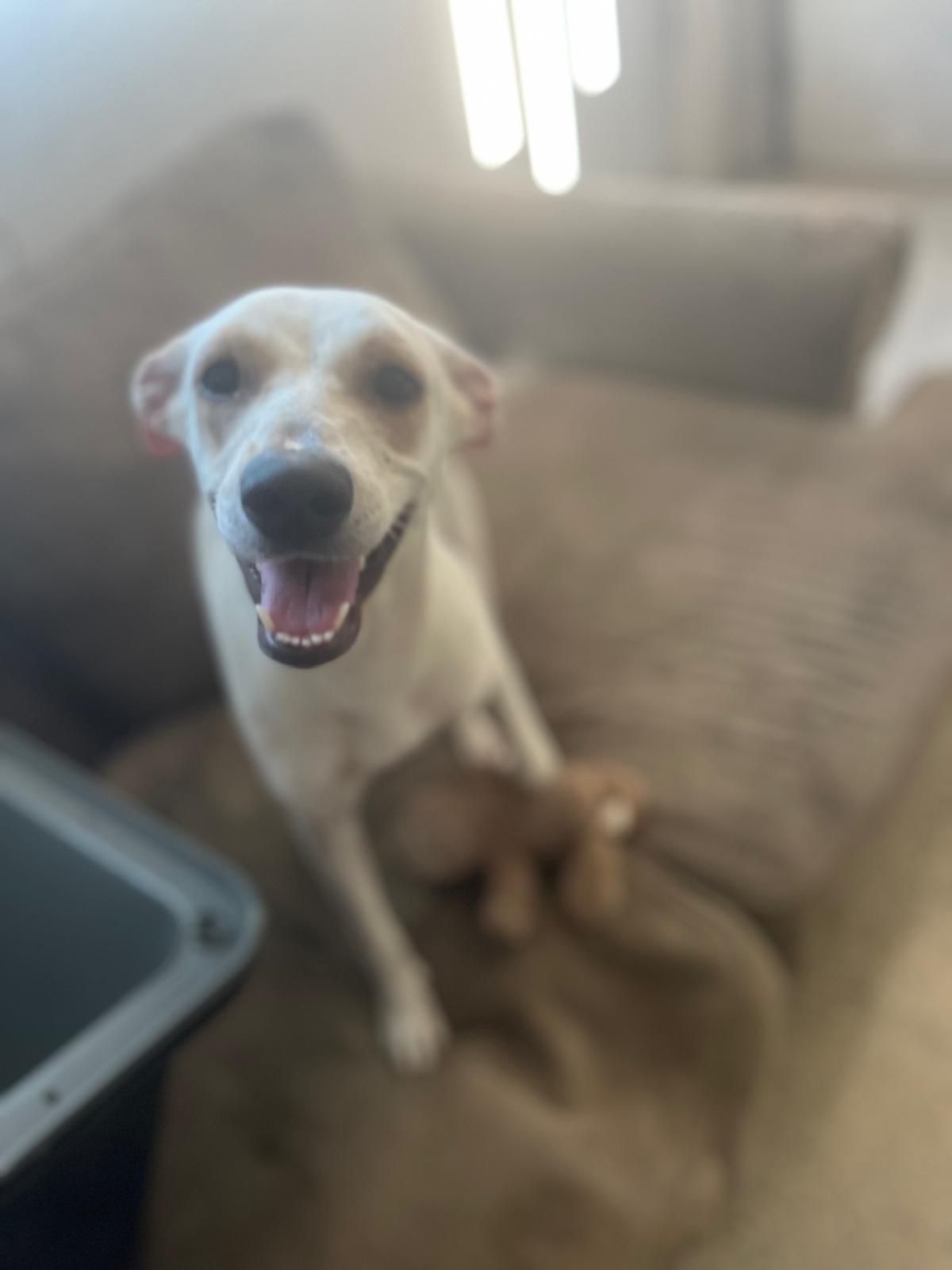 Dahlia, a Adoptable mixed breed in Jersey City, NJ image 3/6