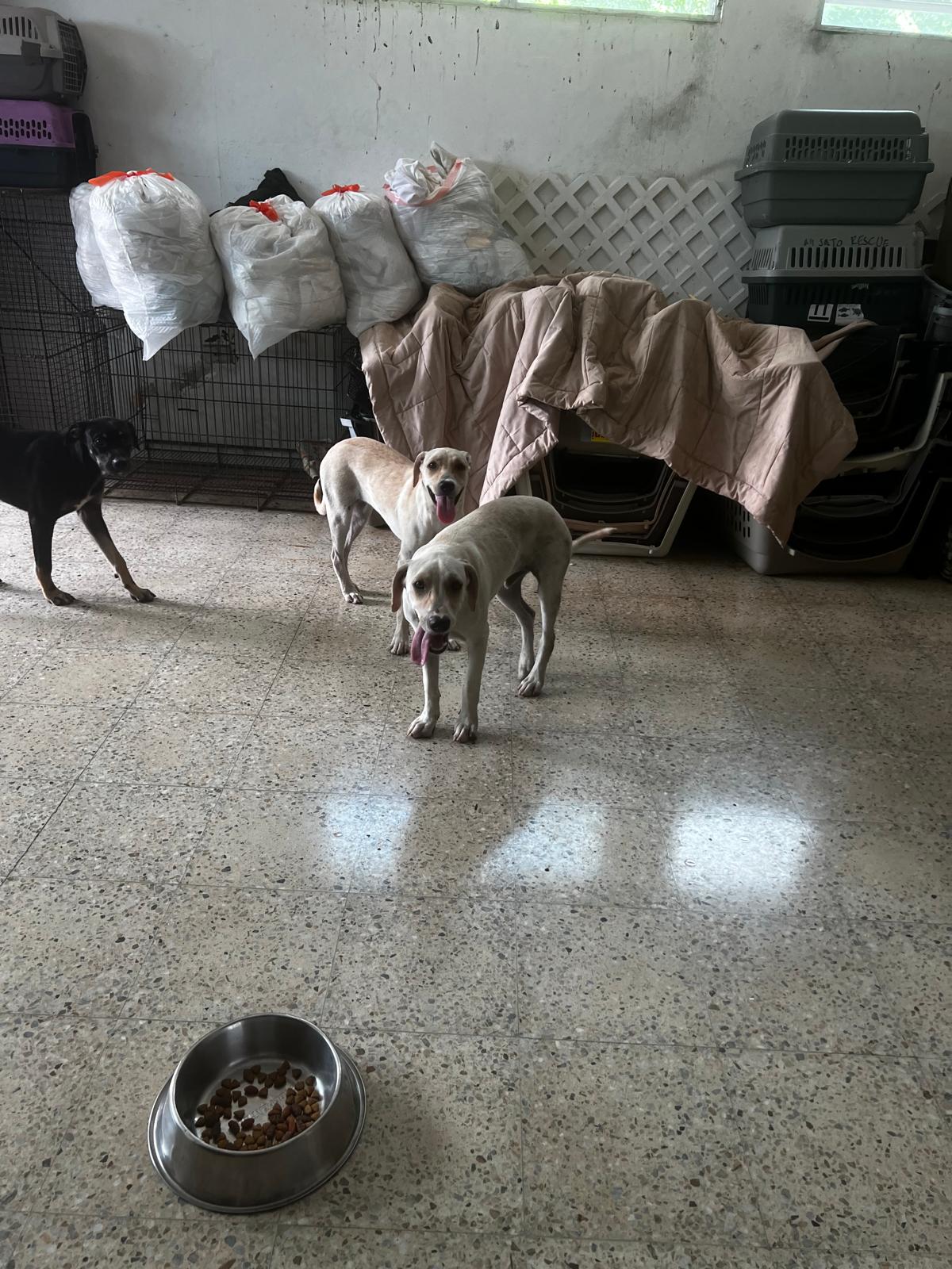 Dahlia, a Adoptable mixed breed in Jersey City, NJ image 6/6