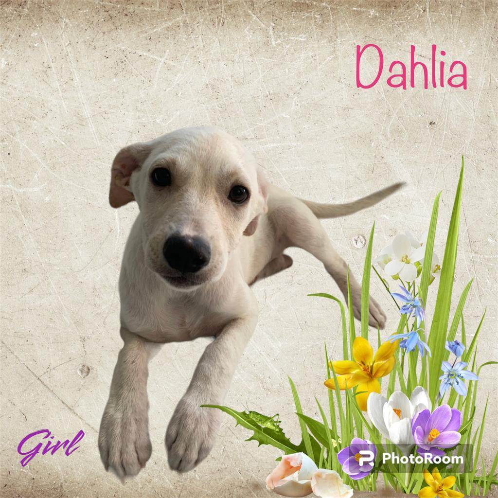 Dahlia, a Adoptable mixed breed in Jersey City, NJ image 4/6
