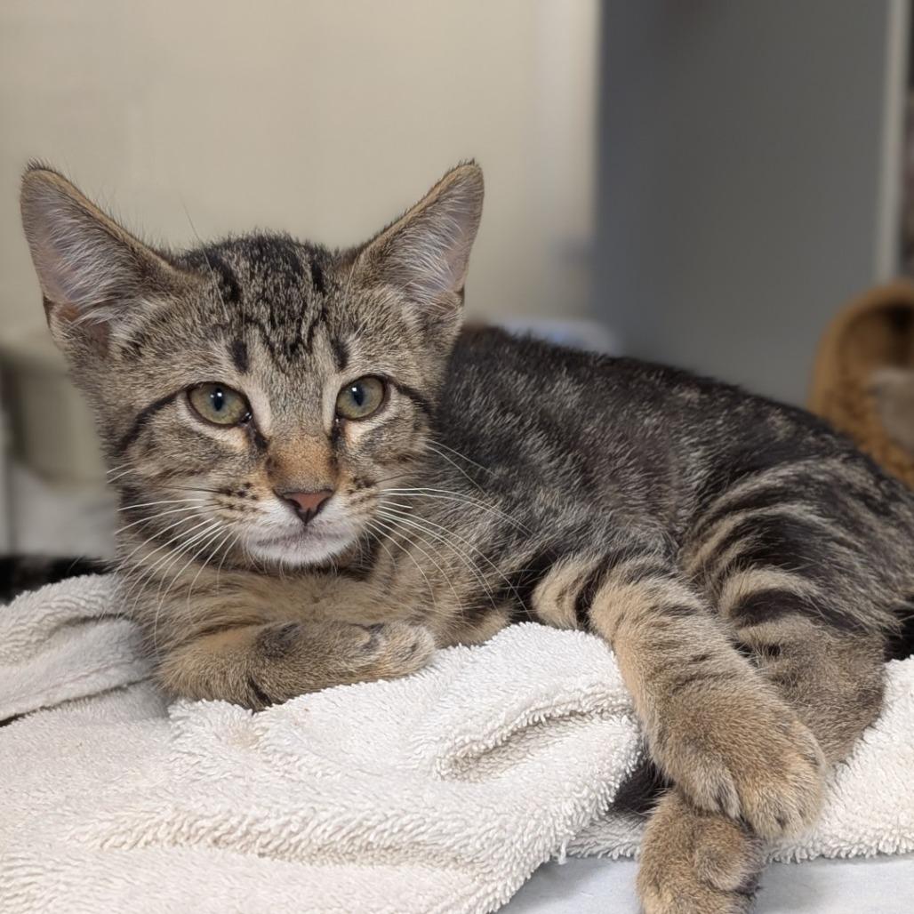 Lonestar, Adoptable, Kitten Male Domestic Short Hair.