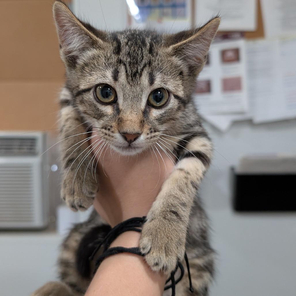 Lonestar, a Adoptable Domestic Short Hair in Buchanan Dam, TX image 2/2