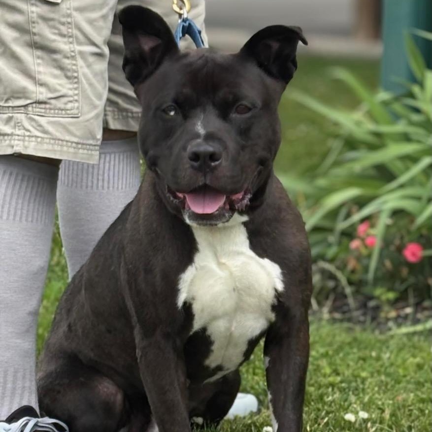 Bluey, an adopted Pit Bull Terrier Mix in Batavia, NY_image-1