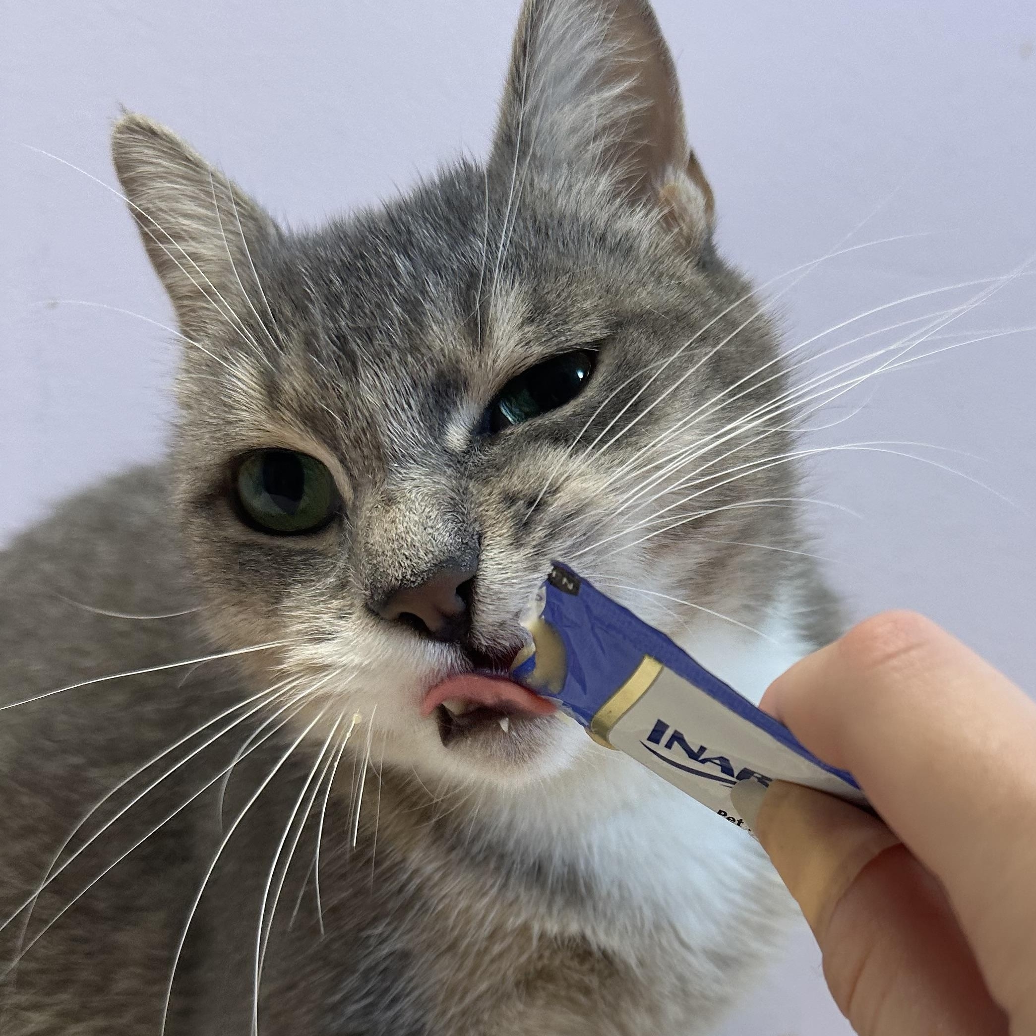 Enlarge Madelyn, a Adoptable Domestic Short Hair in Exeter, RI image 3/4