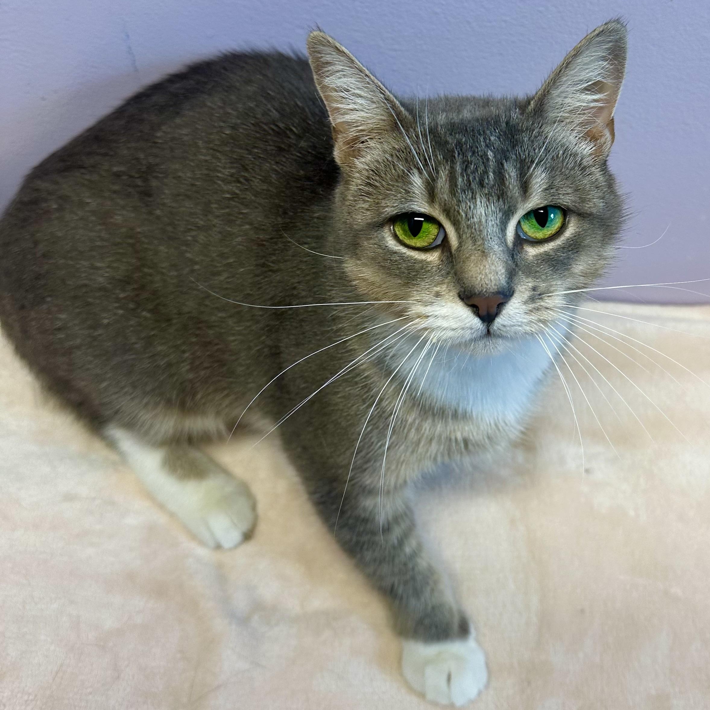 Enlarge Madelyn, a Adoptable Domestic Short Hair in Exeter, RI image 4/4