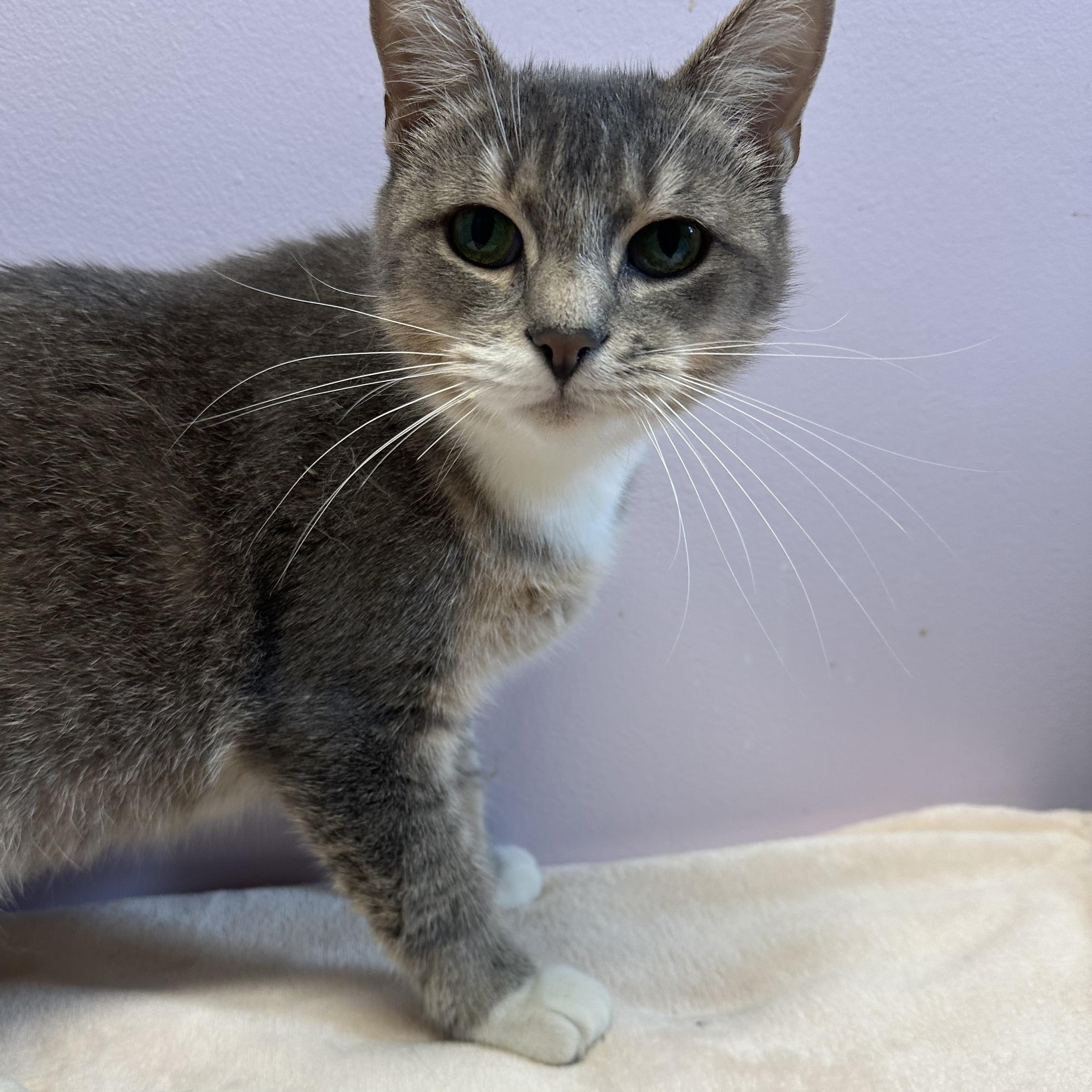 Madelyn, Adoptable, Young Female Domestic Short Hair.