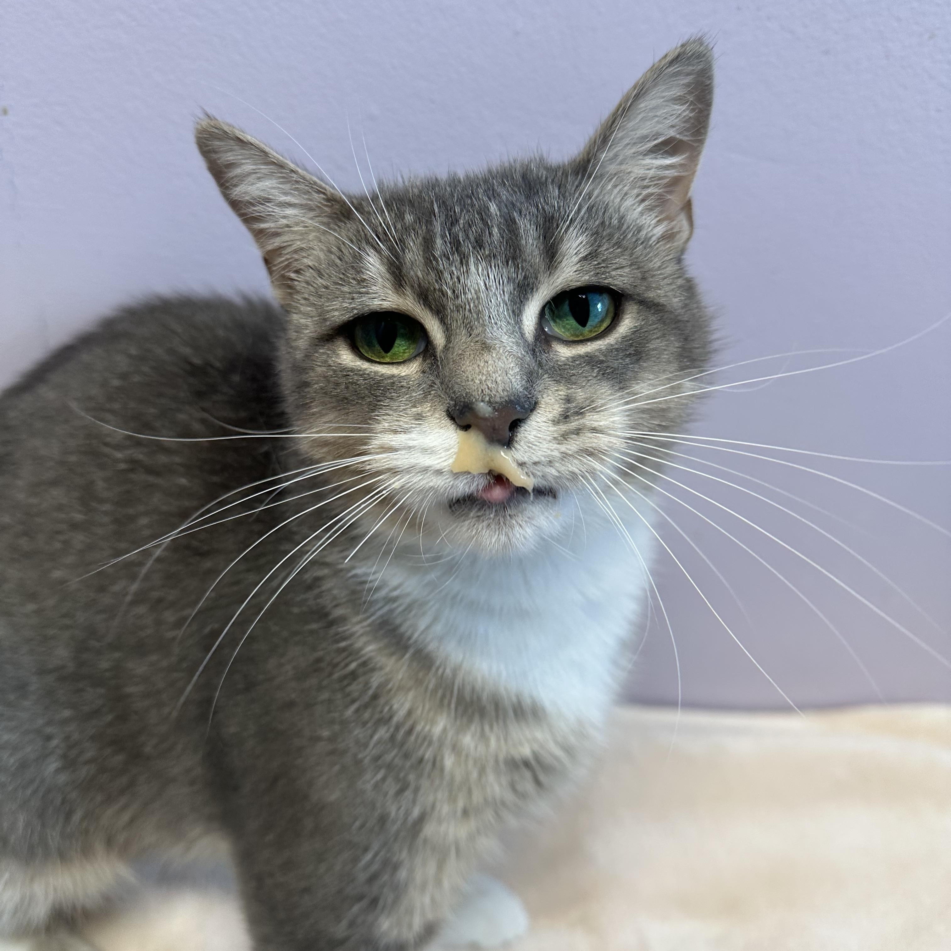 Enlarge Madelyn, a Adoptable Domestic Short Hair in Exeter, RI image 2/4