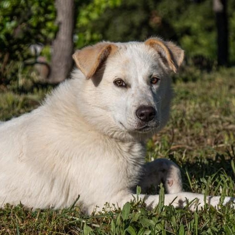 Enlarge Jaycee, a ADOPTABLE mixed breed in San Andreas, CA image 3/3