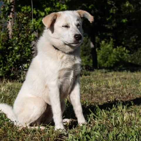 Enlarge Jaycee, a ADOPTABLE mixed breed in San Andreas, CA image 2/3